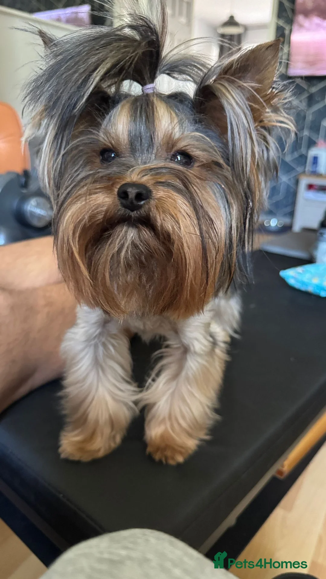 Yorkshire Terrier dogs for sale: Exceptional Pure Yorkshire Terrier Boys  - Advert 20