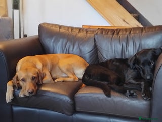 Labrador Retriever dogs for sale: * labrador retriever pups for sale - Advert 1