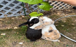 Dutch rabbits for sale: Pair of bonded vaccinated female rabbits - Image 17