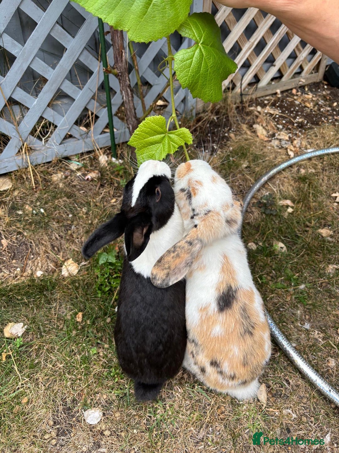 Dutch rabbits for sale: Pair of bonded vaccinated female rabbits - Image 17