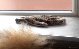 Snake reptiles for sale: Western Hognose Snake – Conda Het Albino (Male) - Image 13