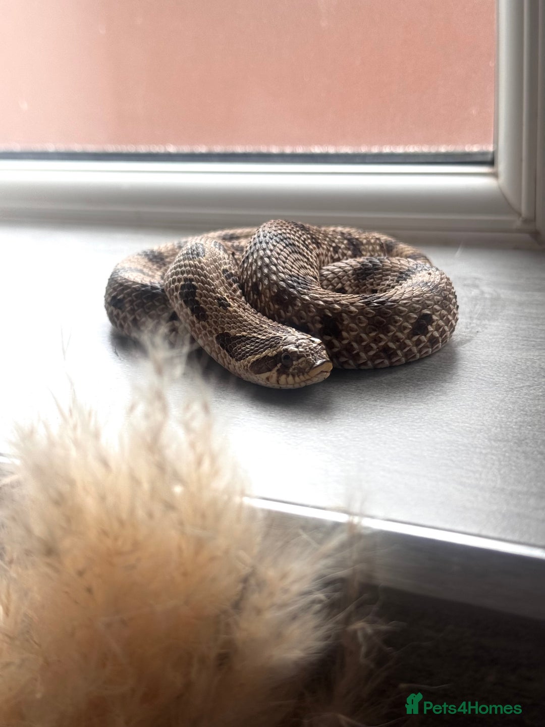Snake reptiles for sale: Western Hognose Snake – Conda Het Albino (Male) - Image 13