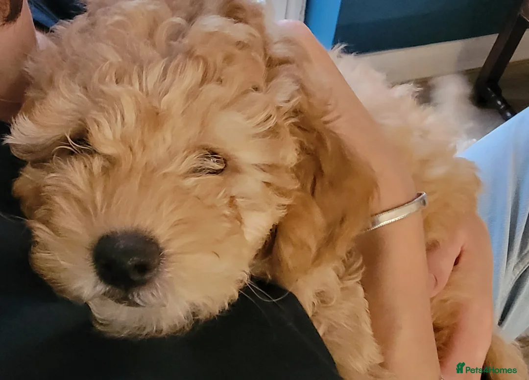 Maltipoo dogs for sale: F1b Maltipoo.   Ready to leave now  - Advert 34