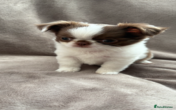 Chihuahua dogs for sale: Chihuahuas - Image 2