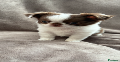 Chihuahua dogs - Advert 5