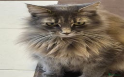 Maine Coon cats for sale: Stunning litter of maine coon kittens  - Advert 34