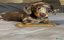 Miniature Dachshund dogs for sale: Lovely Miniature Dachshund Puppy - Image 1