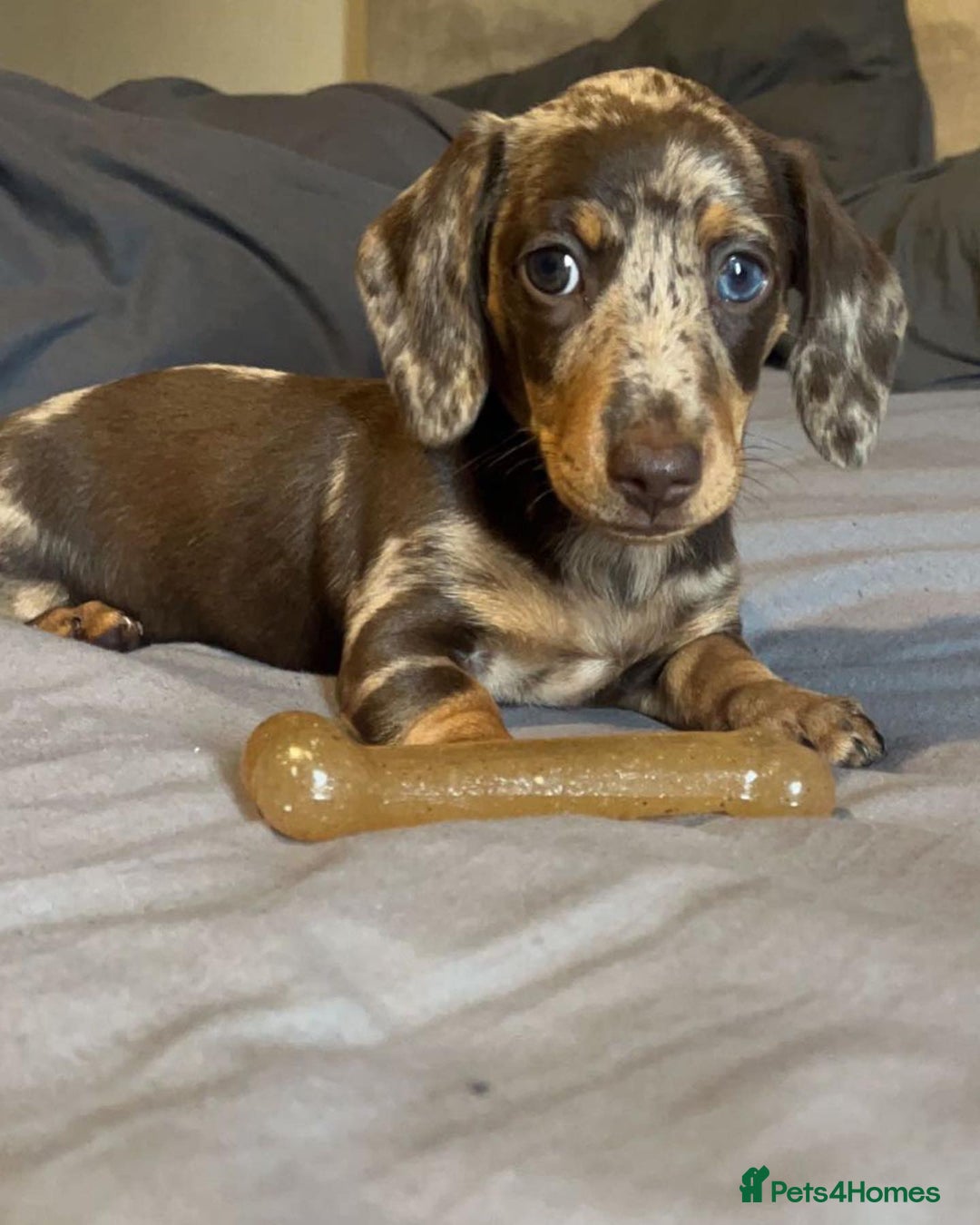 Miniature Dachshund dogs for sale: Lovely Miniature Dachshund Puppy - Image 1