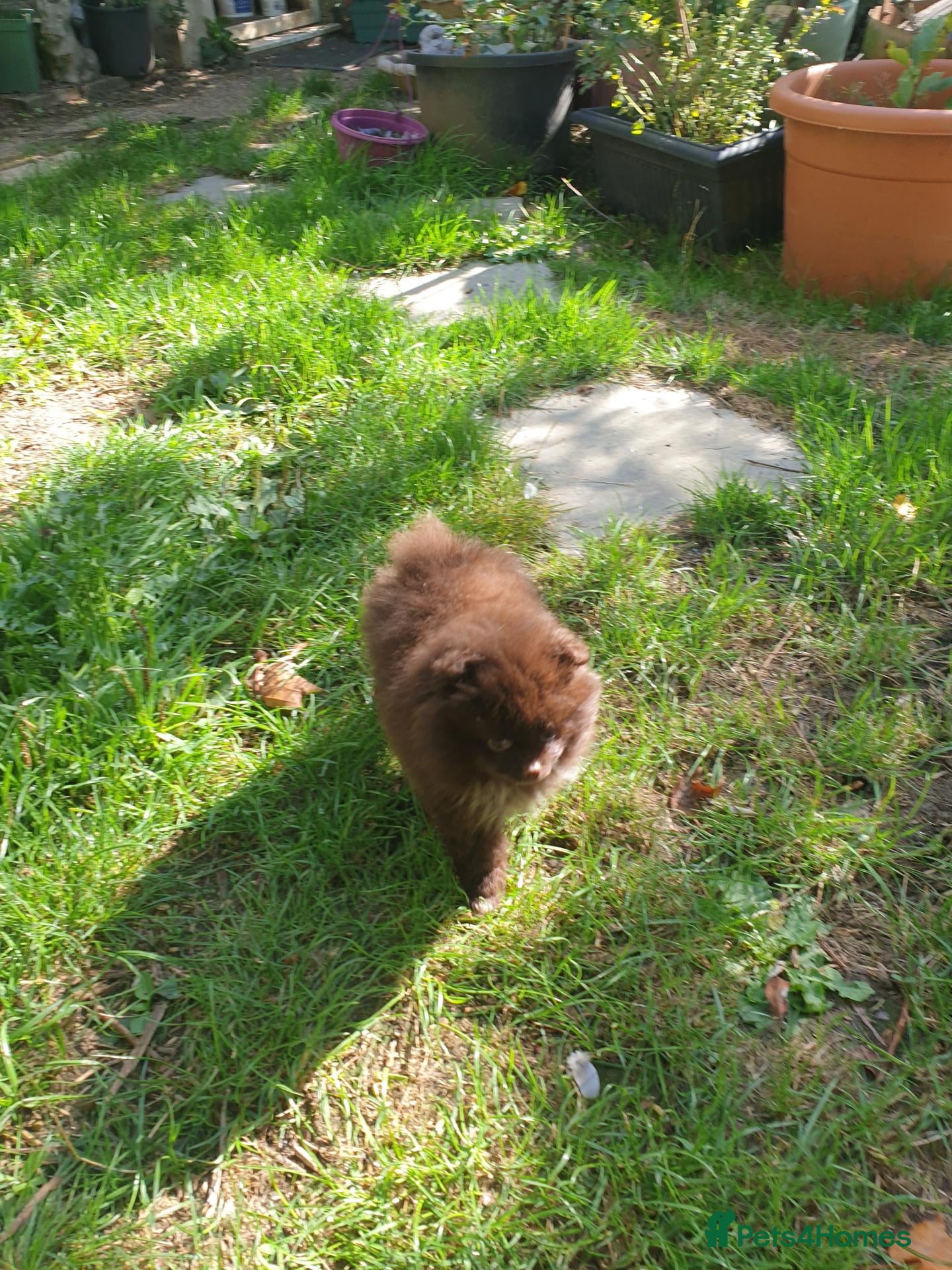 Pomeranian dogs Pomeranian puppies ready now - Advert 18