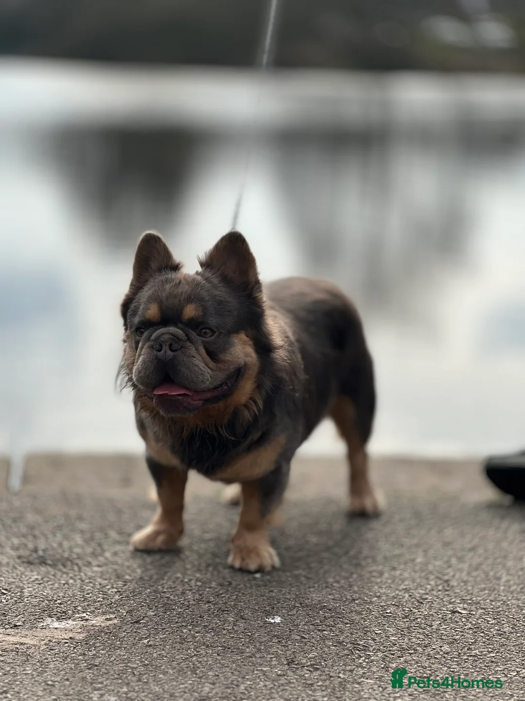 French Bulldog dogs for stud: Lilac & Cherry tan Fluffy in Manchester - Advert 3