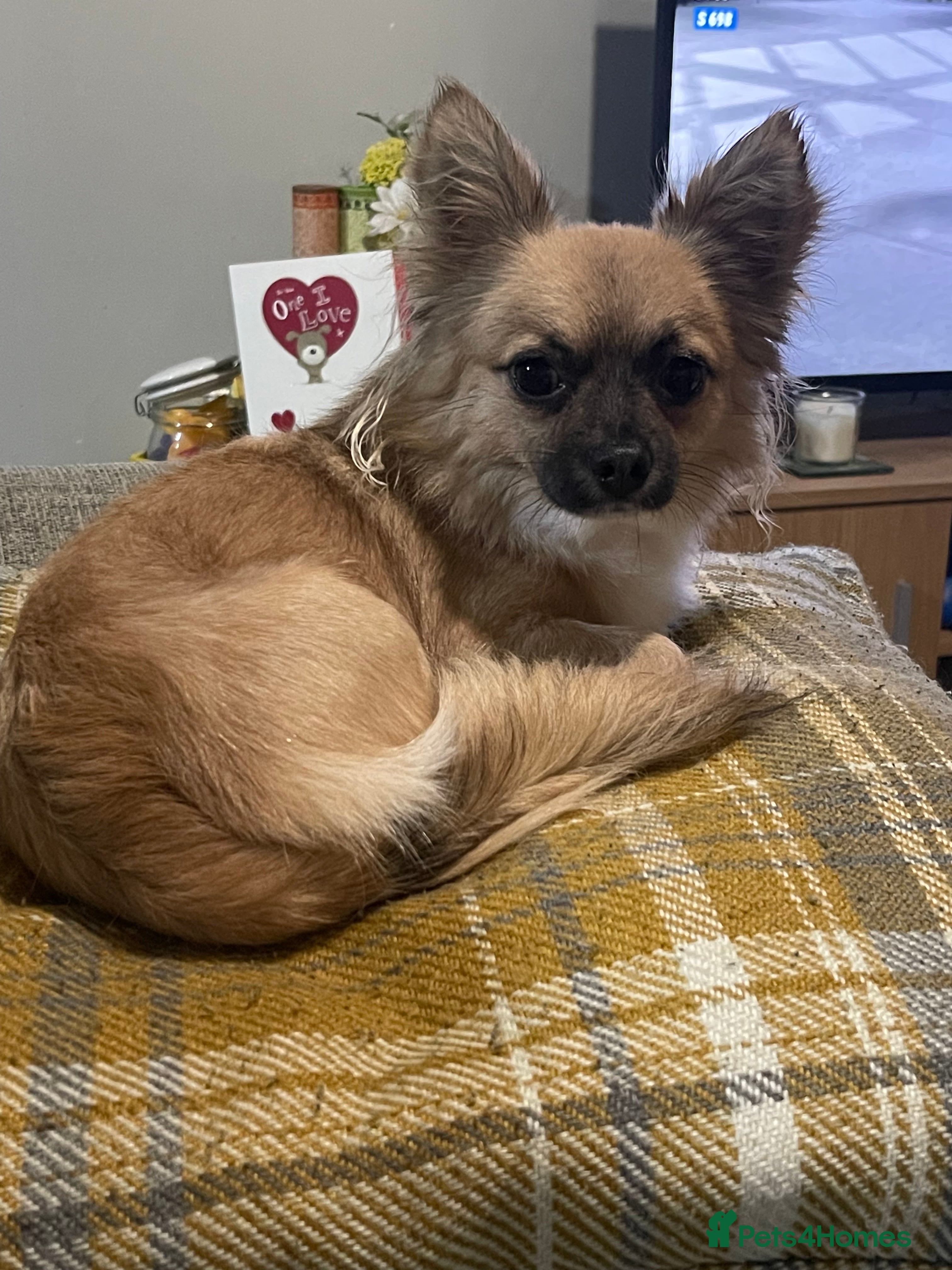 Chorkie dogs Max - Chorkie - Advert 4