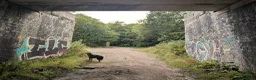 Border Collie dogs for sale: Kasper - Border Collie - Merle - Advert 5