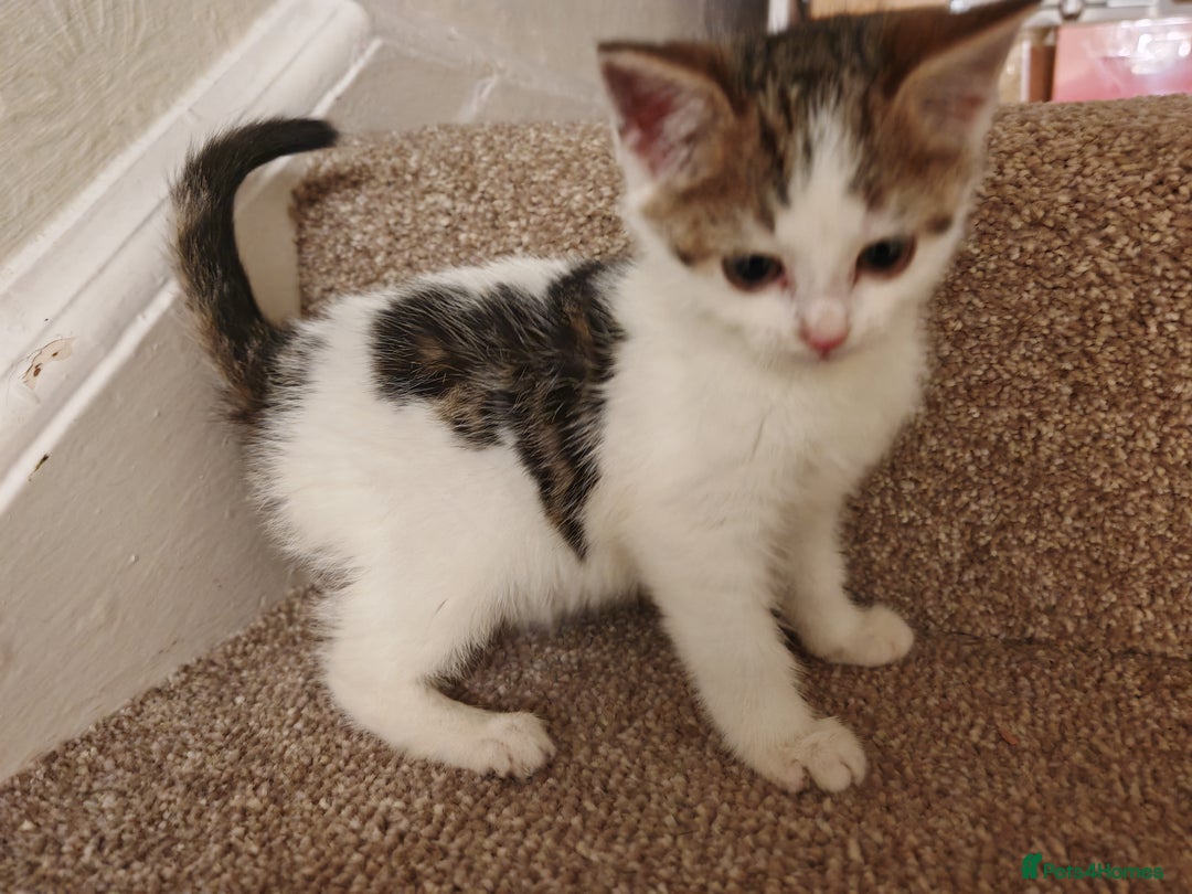 Mixed Breed cats for sale: British Shorthair X Kittens  - Advert 4