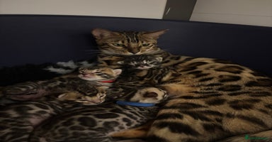 Bengal cats - Advert 10