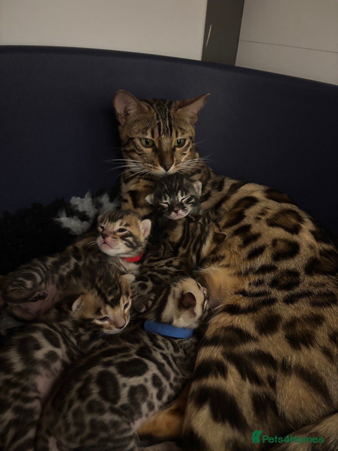 Bengal cats for sale: Silver Charcoal and Brown rosetted Bengal kittens  - Image 3