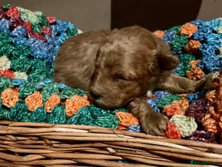 Toy Poodle dogs Toy Poodle Puppies For Sale KC Reg - Advert 9