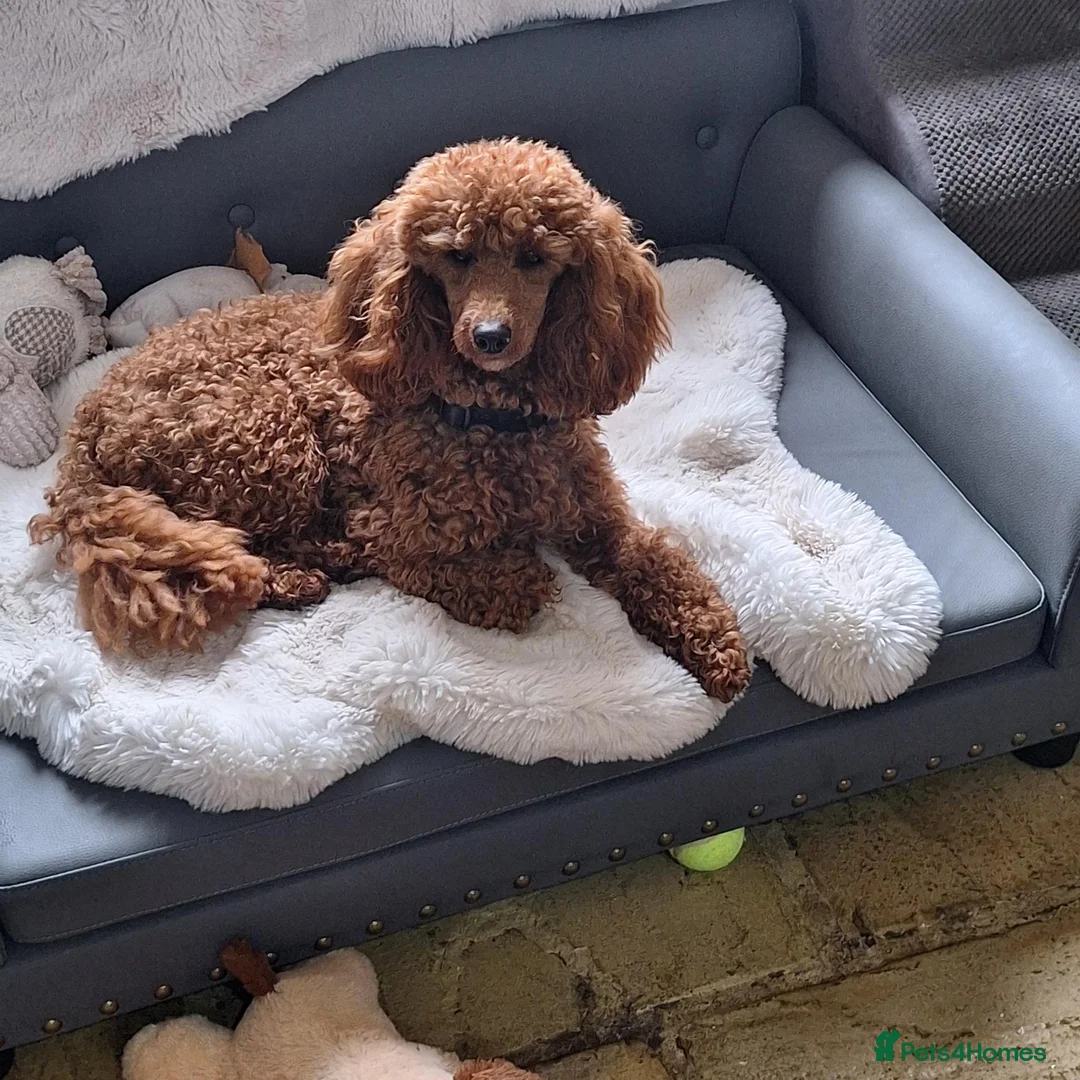 Miniature Poodle dogs for sale: Beautiful red kc miniature poodle male import - Advert 2