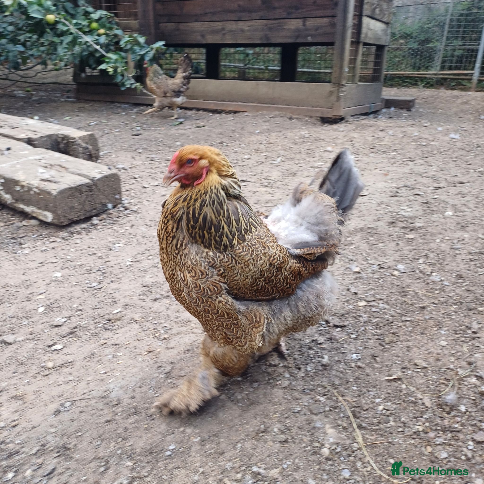Chickens poultry Chickens, Ducks & Baby Chicks for Sale! 🐔🦆🐥   - Advert 2