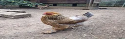 Chickens poultry for sale: Chickens, Ducks & Baby Chicks for Sale! 🐔🦆🐥   - Advert 2
