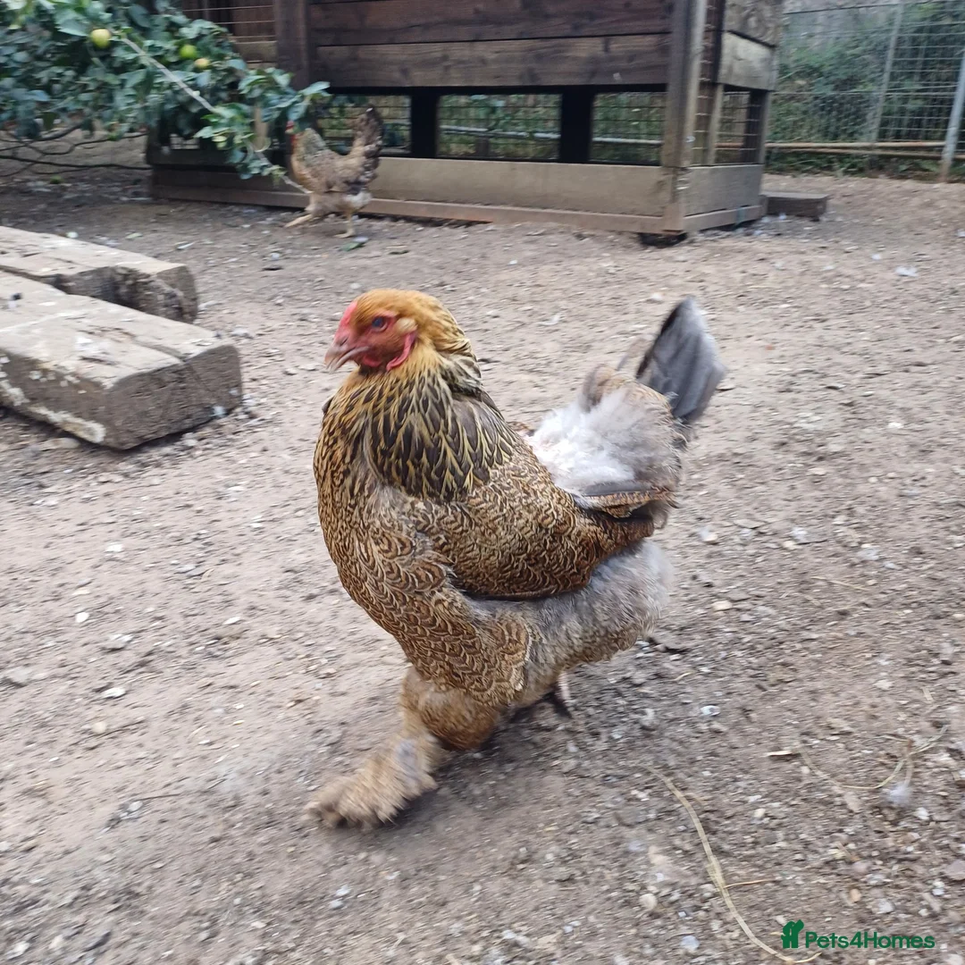 Chickens poultry for sale: Chickens, Ducks & Baby Chicks for Sale! 🐔🦆🐥   - Advert 2
