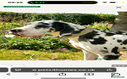 Great Dane dogs for sale: ⭐️ kc reg Harliquin male looking for new home ⭐️ - Image 1