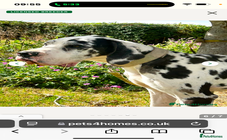 Great Dane dogs - Advert 10