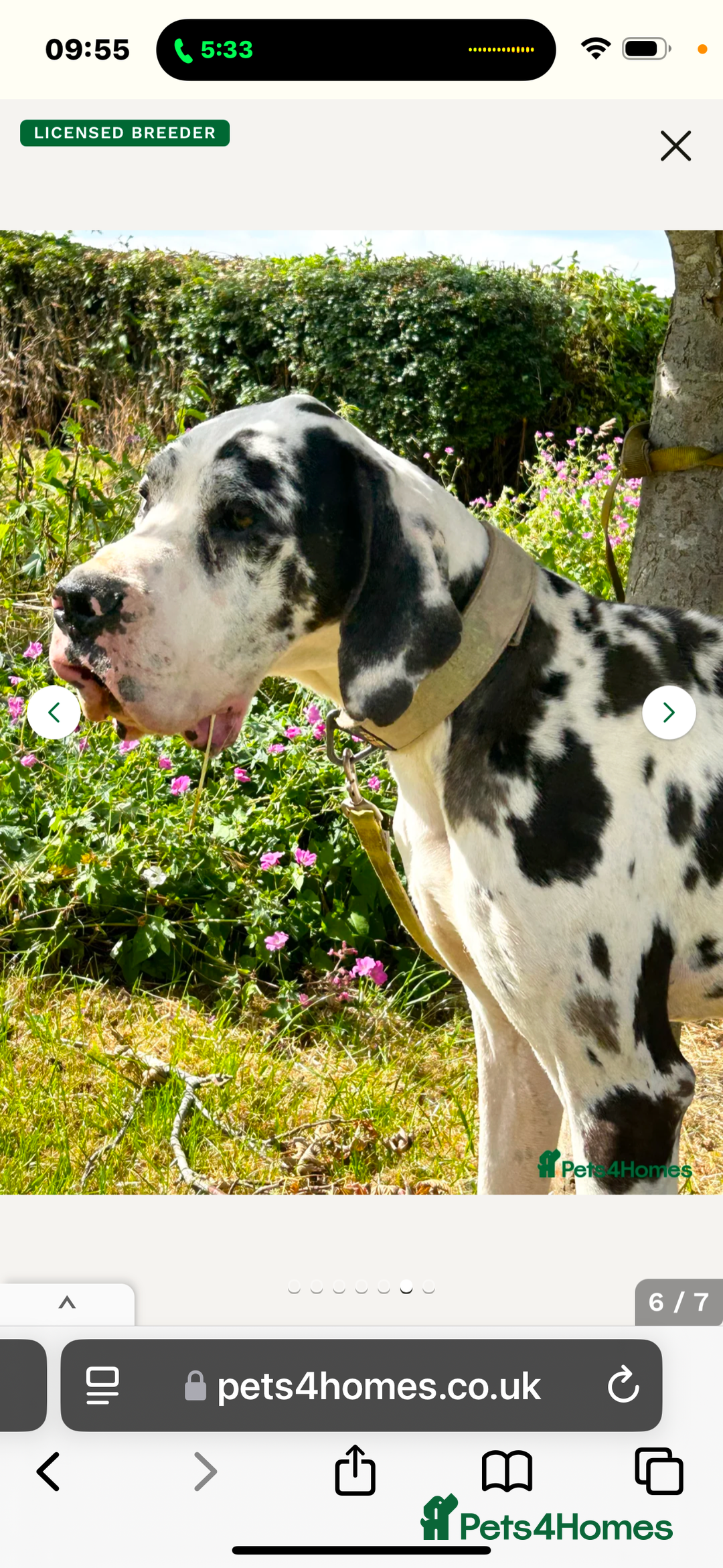 Great Dane dogs for sale: ⭐️ kc reg Harliquin male looking for new home ⭐️ - Image 1