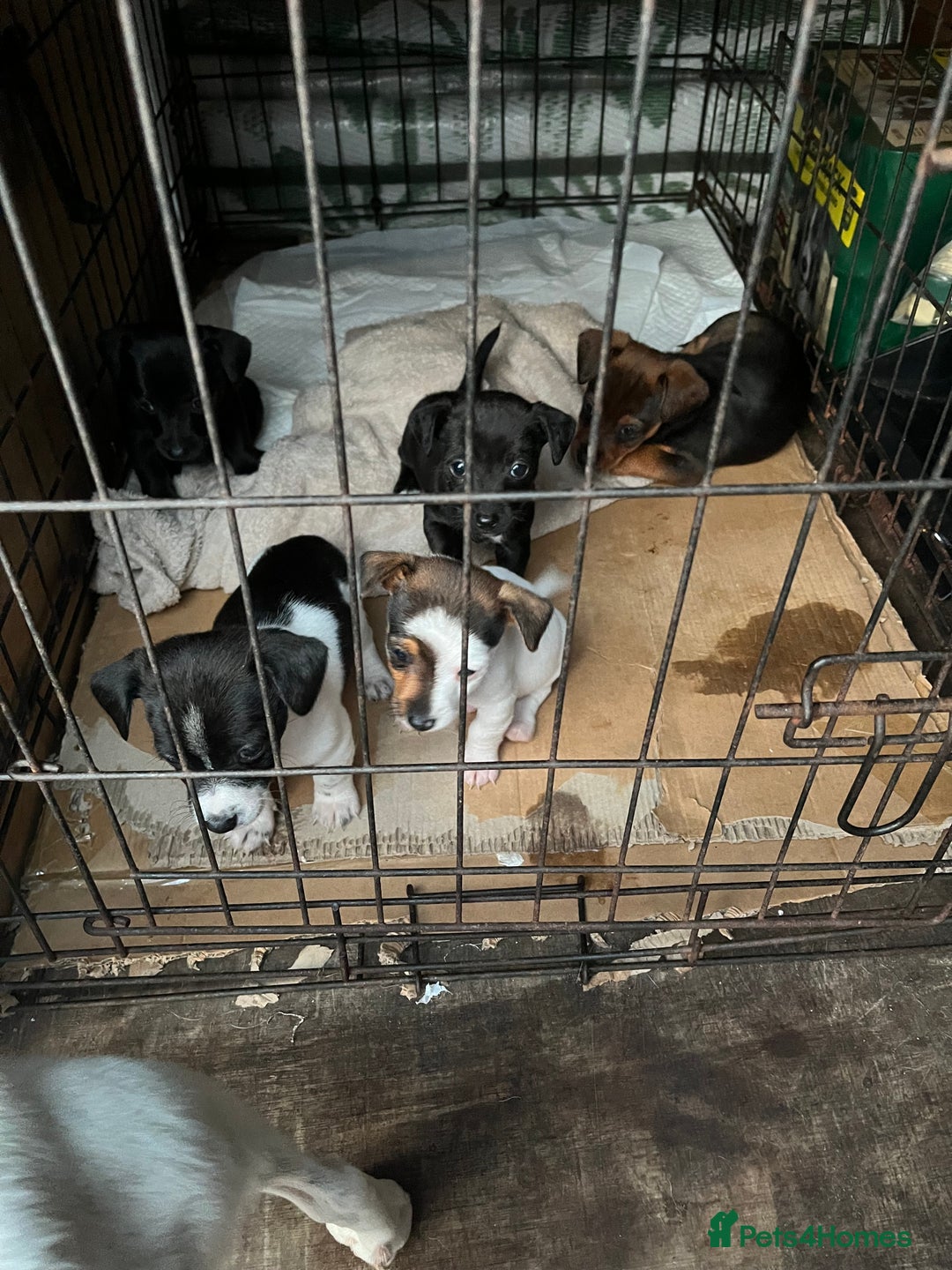 Mixed Breed dogs for sale: Puppies  - Image 3