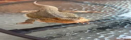 Bearded Dragon reptiles for sale: Male bearded dragon and full setup  - Advert 6