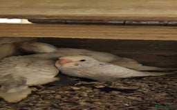 Budgerigars birds for sale: Baby Budgies In Warlingham (Ready 10th August) - Image 10