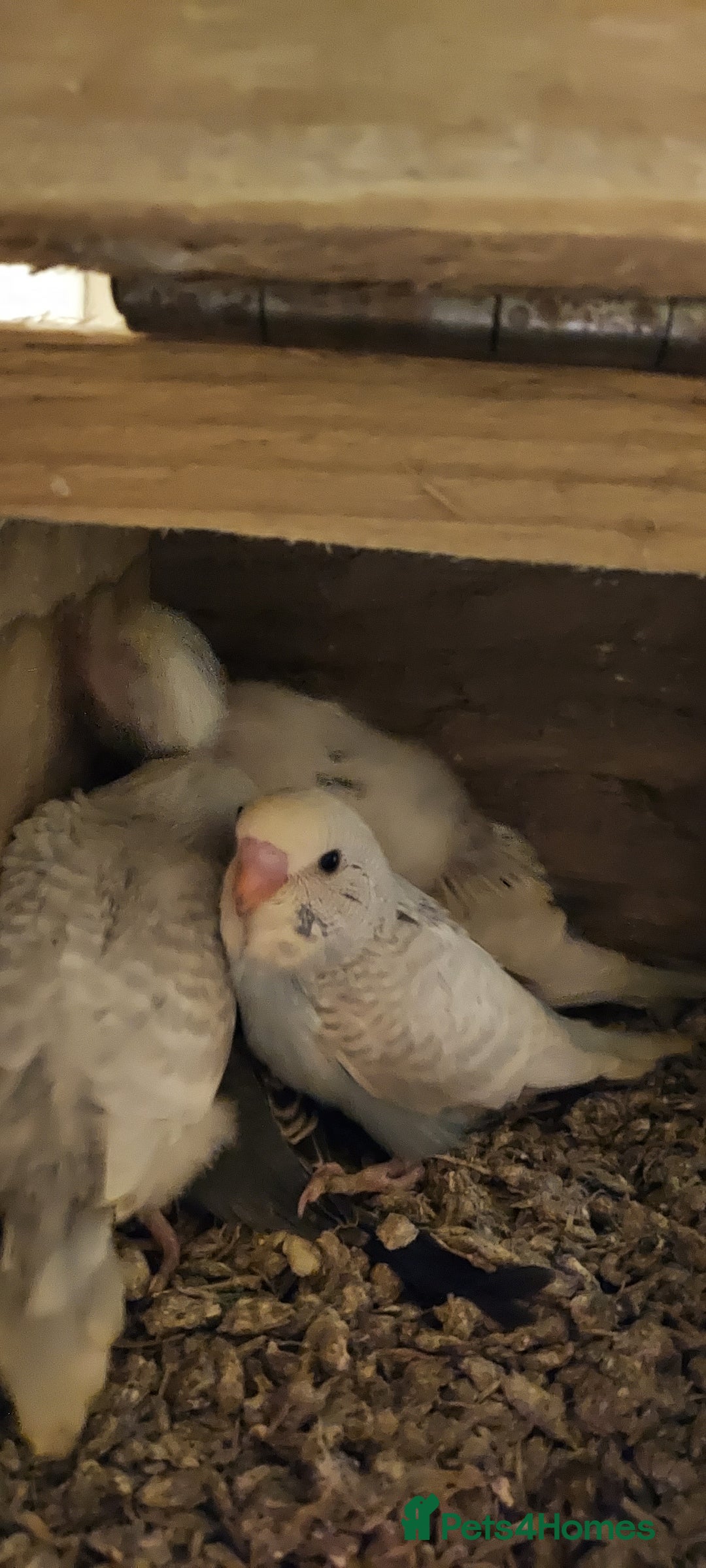 Budgerigars birds for sale: Baby Budgies In Warlingham (Ready 10th August) - Image 10