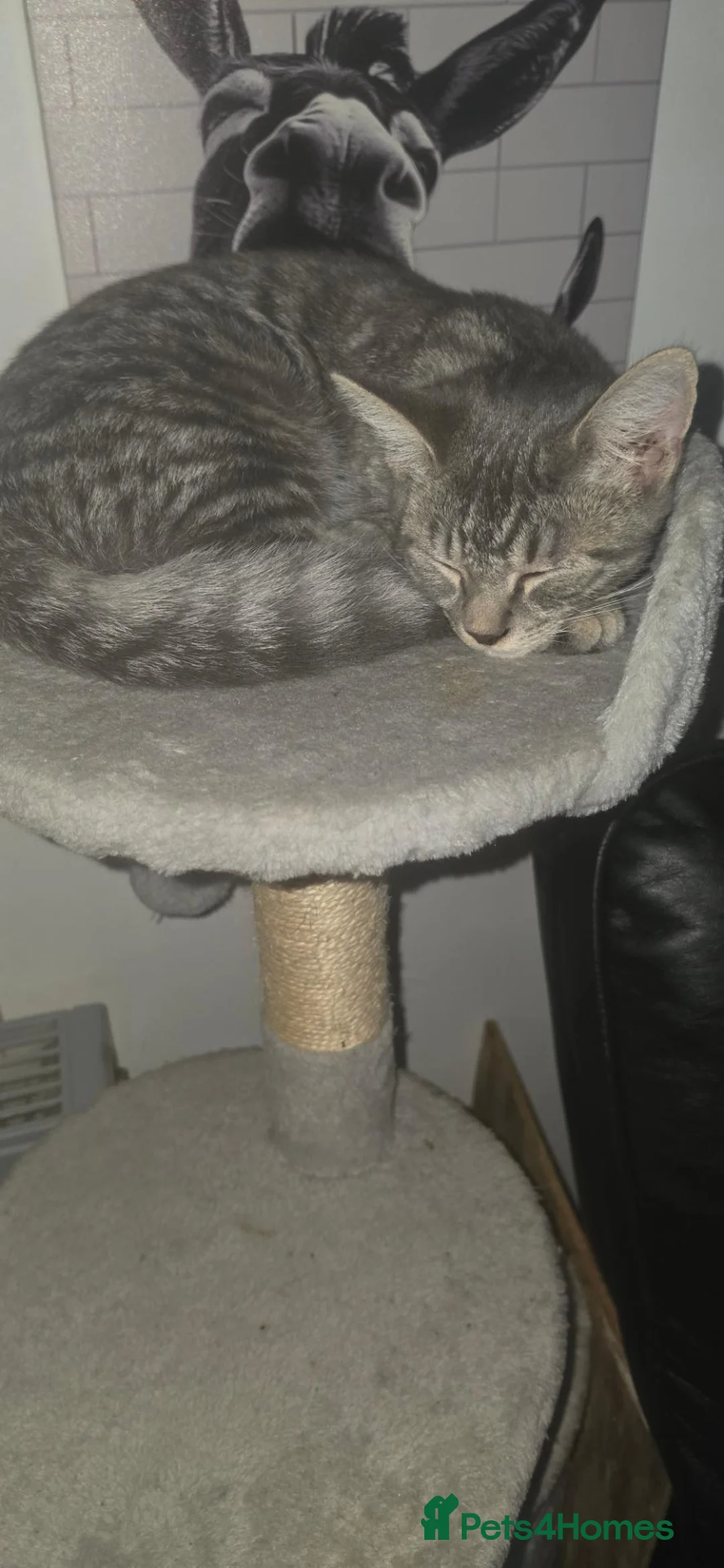 Brazilian Shorthair cats for sale: Bsh x norwegen forest cat in Great Yarmouth - Advert 2