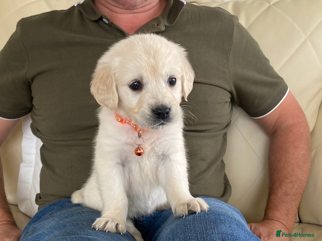 Golden Retriever dogs for sale: Fabulous golden retriever puppies  - Image 15