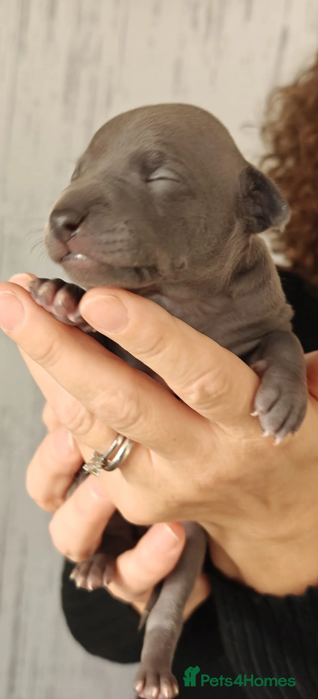 Italian Greyhound dogs for sale: KC Registered - European Lineage - Health Tested  - Advert 14