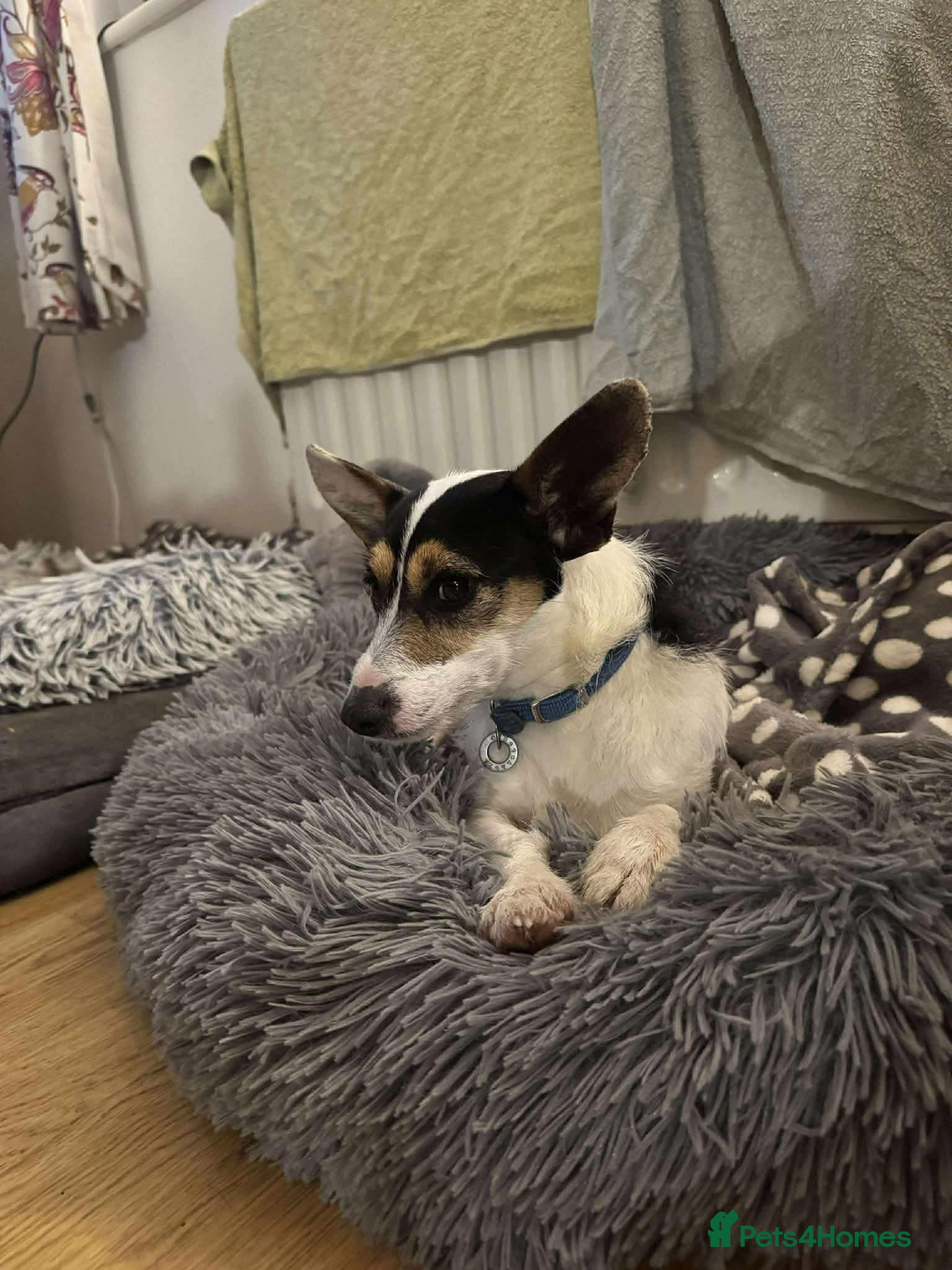 Jack Russell dogs Yoda - Hingham Norfolk  - Advert 1