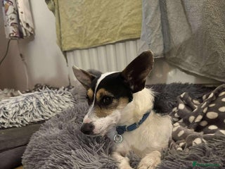 Jack Russell dogs Yoda - Hingham Norfolk - Advert 1