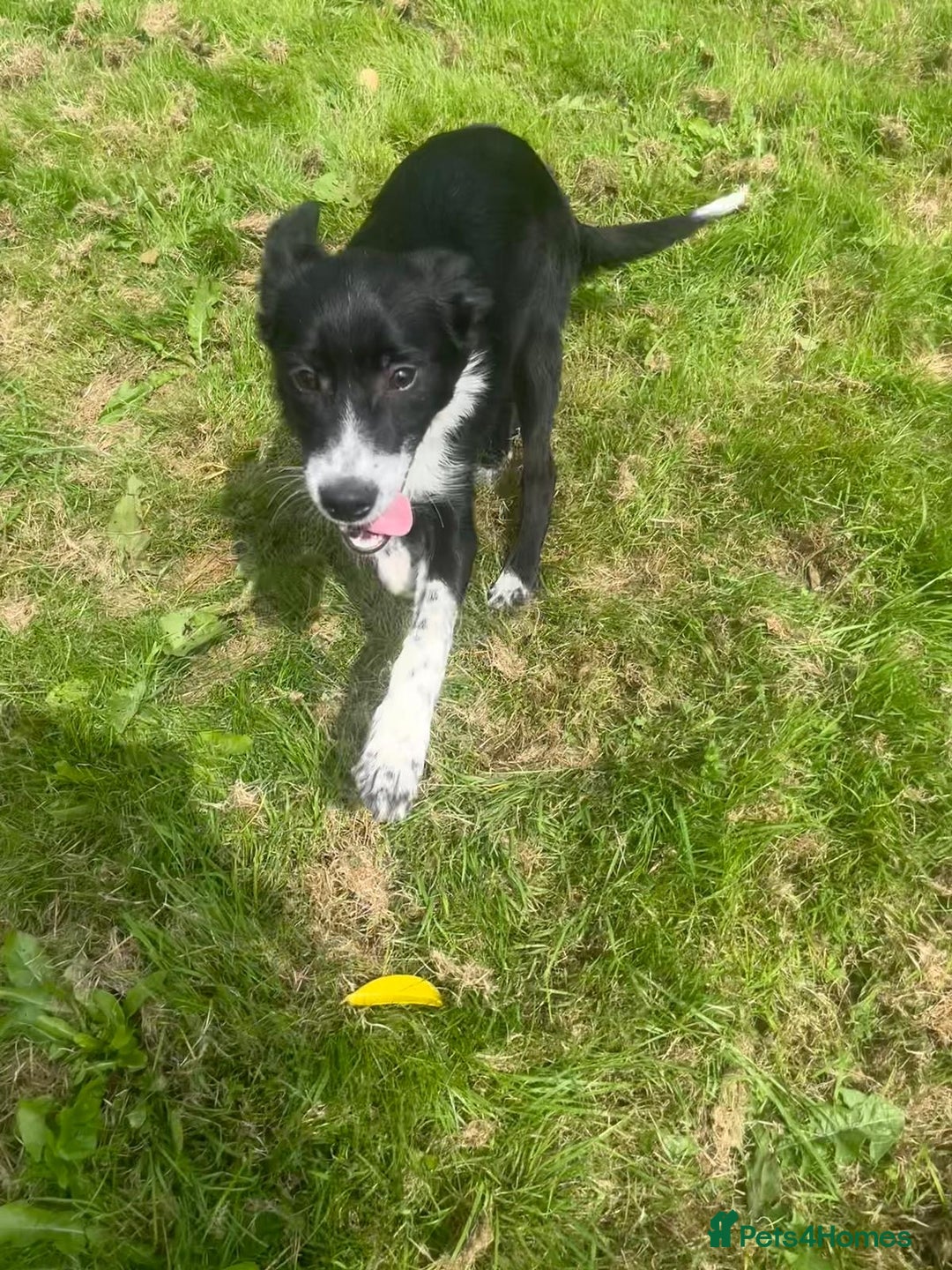 Border Collie dogs for sale: Collie  - Image 14