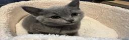 Mixed Breed cats for sale: Mixed blue British shorthair female kitten - Advert 6