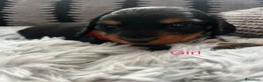 Miniature Dachshund Puppy 2