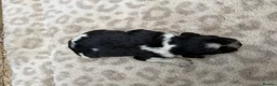 Brittany Spaniel dogs for sale: Working Brittany’s  - Advert 4