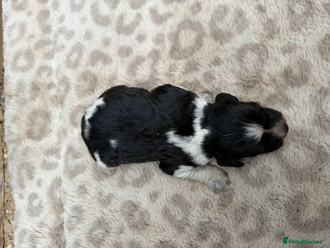 Brittany Spaniel dogs for sale: Working Brittany’s  - Advert 20