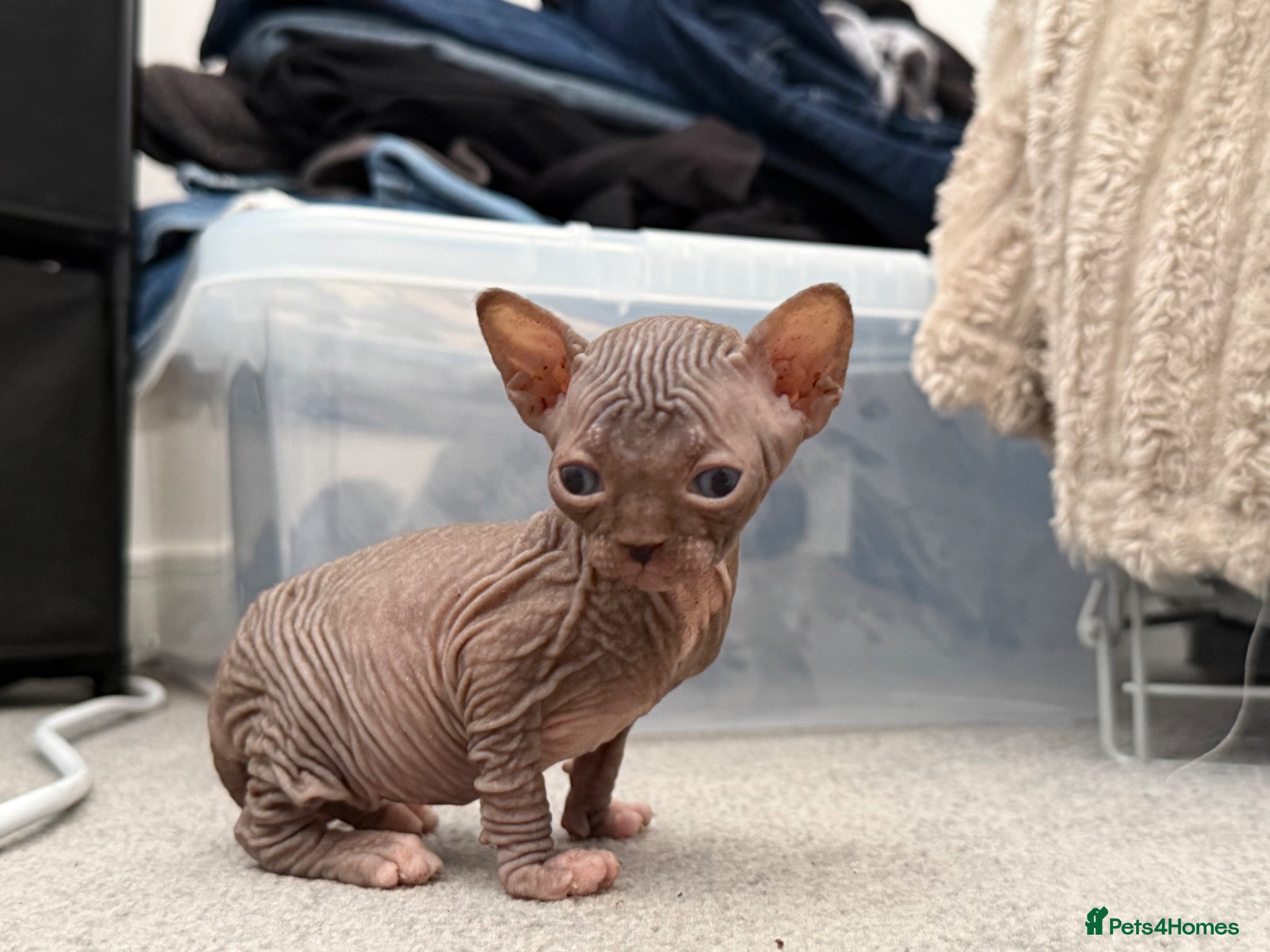 Sphynx Kitten 3