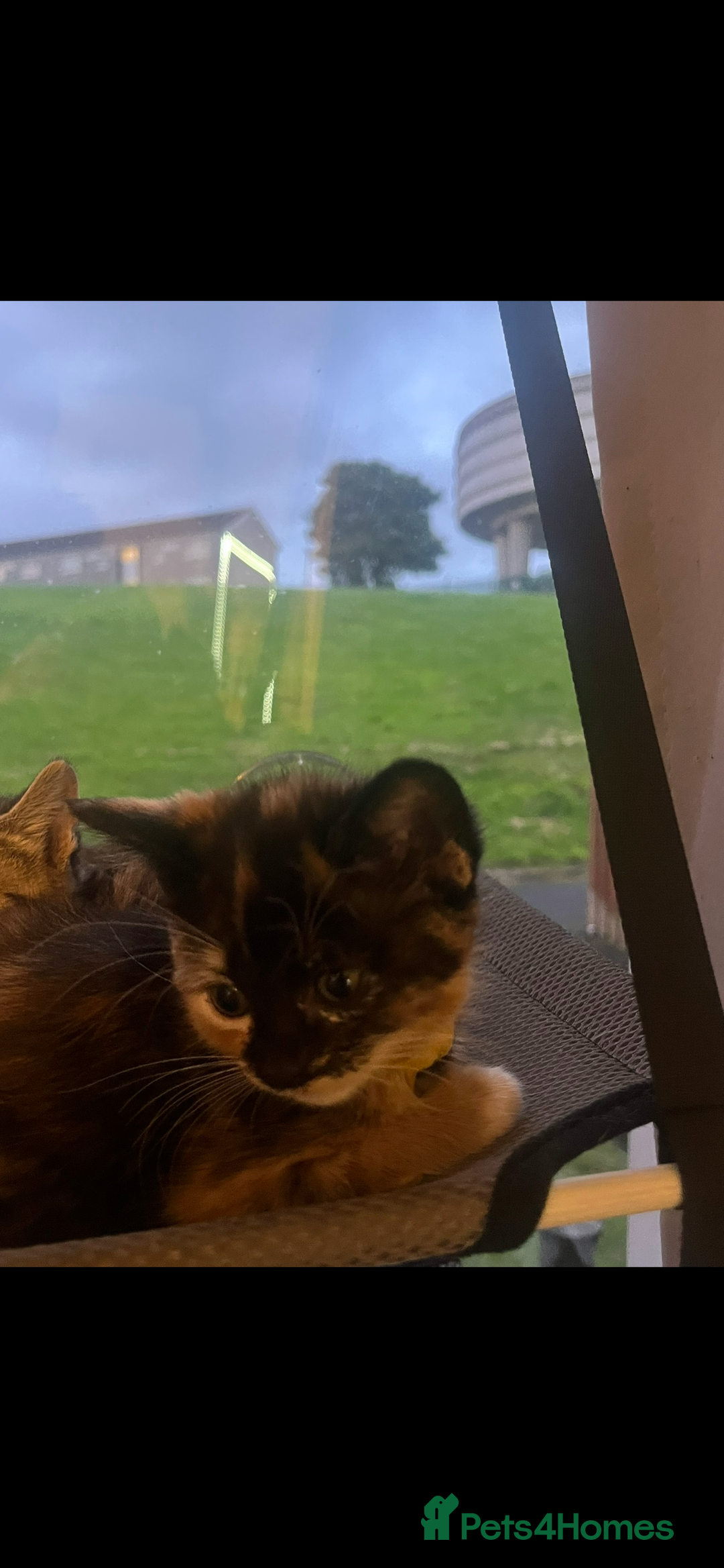 Mixed Breed cats for sale: Kittens for sale  - Image 5