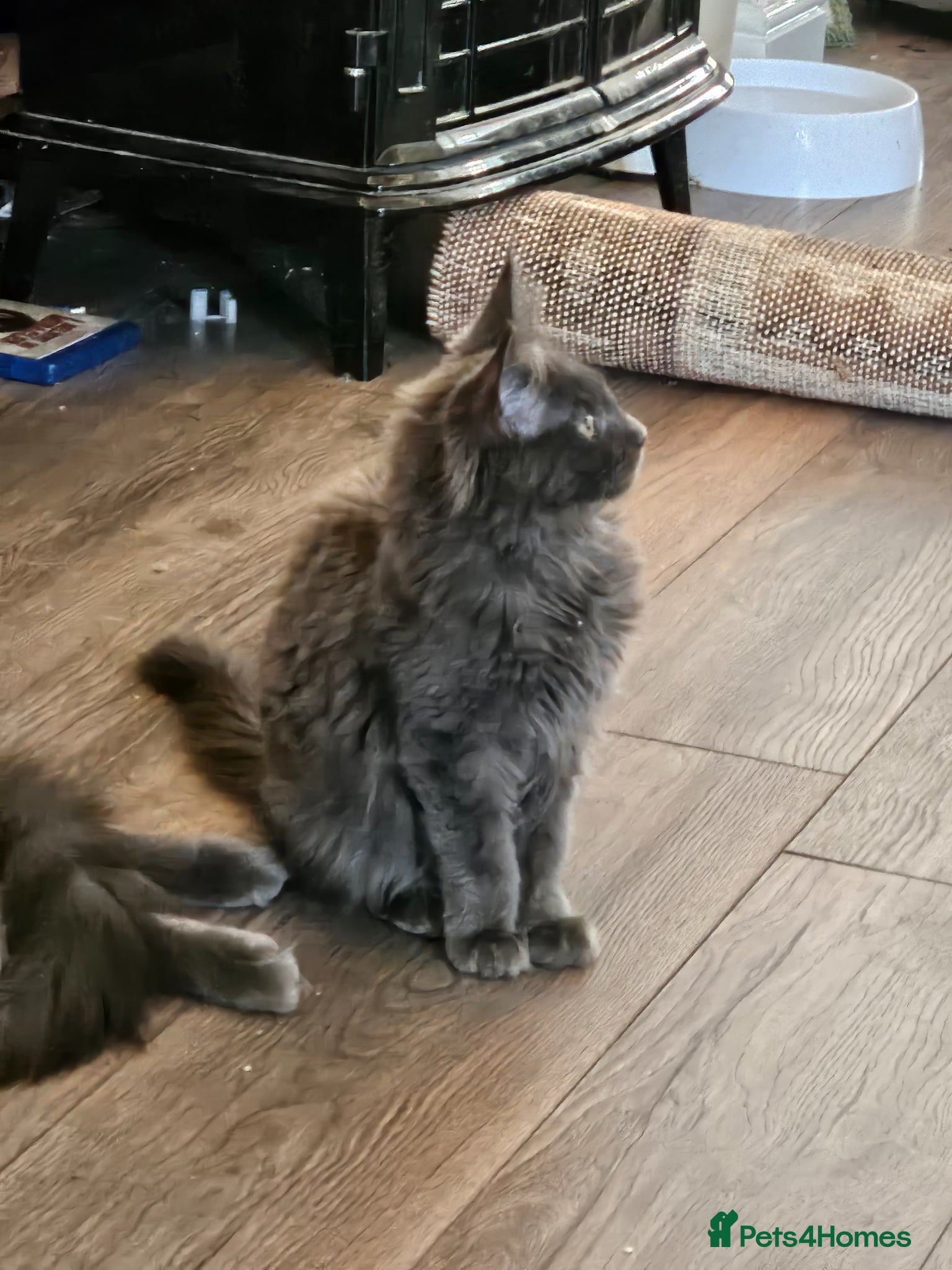 Maine Coon cats *NEW PRICE* Blue Pedigree Maine coon GCCF Kitten  - Advert 13
