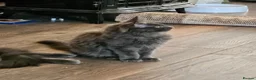 Maine Coon cats for sale: NEW PRICE Registered Blue Pedigree Maine coon baby - Advert 19