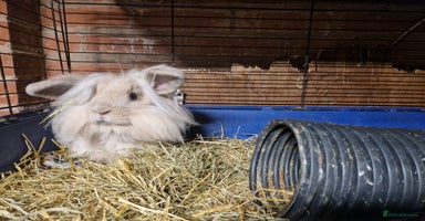 Mini Lion Lop rabbits - Advert 4
