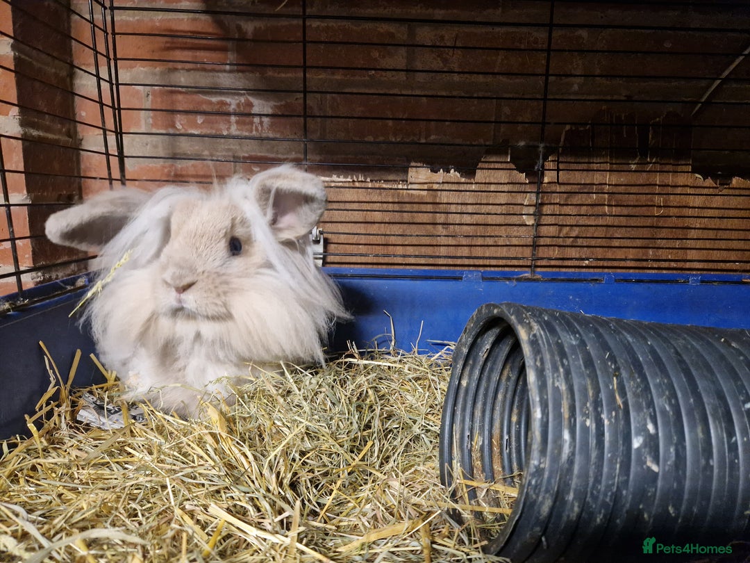 Mini Lion Lop rabbits for sale: Super floofy gorgeous golden lion lop boy - Image 3