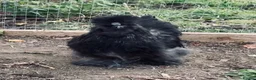 Chickens poultry for sale: Young silkie cockerel in Consett - Advert 2