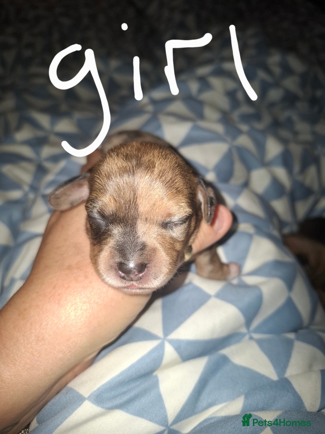 Chiweenie dogs for sale: Chweenies  - Image 2