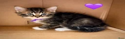 Siberian cats for sale: Hypoallergenic, fluffy beautiful healthy Siberians - Advert 8